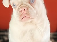 Platinum Pink Pug Mops