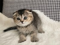 FULL SCR Lİ YAVRU KEDİLER