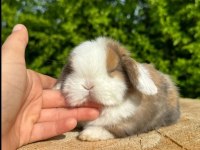 HOLLANDA LOP VE TEDDY LOP TAVŞANI YAVRULAR