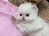 Merhaba ben british longhair chanel
