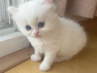 Pamuk kızımız sütten kesildi