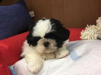 Irk Garantili Shih Tzu Yavruları