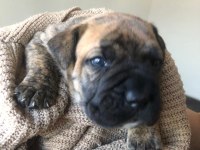Safkan presa canario yavrular