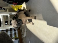 IRK GARANTİLİ 2 AYLIK PUG MOPS