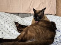 ERKEK SİYAM KEDİME EŞ ARIYORUM