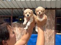 Maltipoo yavru köpekler
