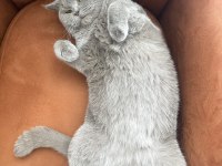 British shorthair oğlumuza yuva arıyoruz
