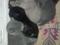 British Shorthair Renk Renk Yeni Yavrular