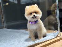 Sevimli Pomeranian Boo Köpeği