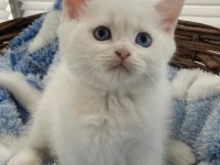 Acil Sahiplendirme British Shorthair