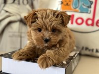 Petmode köpek çiftliğinden tea cup morkie 