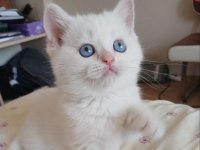 British Shorthair Erkek Yavru