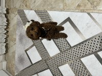 9 aylık toy poodle