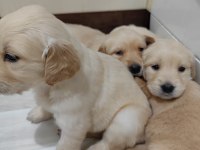 GOLDEN RETRİEVER KÖPEĞİ