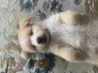Ücretsiz sahiplendirme köpeğimiz