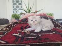 Safkan British Longhair Erkek