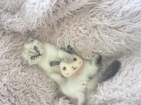 Scottish fold yavru kedimiz