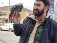 Yavru ve Yetişkin Jako Papağanı Mevcut