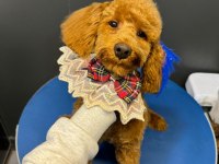 Poodle köpeği sahiplendirme