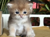 ŞOV KALİTE REZERVEYE MÜSAİT FLAXEN GOLDEN KEDİMİZ