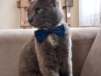 Russian Blue Kedimi Acil Sahiplendiriyorum