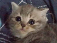 4 Nisan doğumlu dişi british shorthair