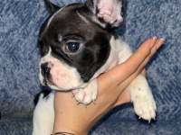 SAFKAN IRK FRENCH BULLDOG ERKEK YAVRULAR