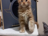 Mucize maine coon