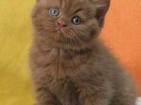 En Güzel Saf Kan Chocolate British Shorthair