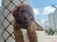 Toy poodle yavrularımız