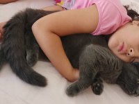 Uysal Scottish Fold Kedim