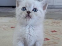 Mavi gözlü british shorthair yavrular