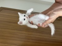 Güzel british shorthair yavrularım sahiplendirilecektir