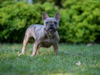 Cream French bulldog