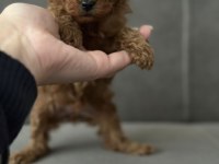 Dişi safkan red Brown toy Poodle Kore yavrular