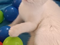 Scottish fold erkek ve dişi