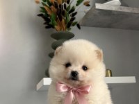 SAFKAN POMERANİAN BOO YAVRULAR