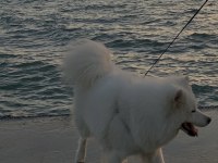 16 Aylık Dişi Samoyed