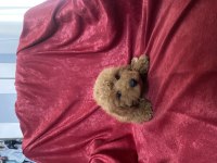 MİNİ BOY MALTIPOO OĞLUMUZ