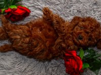 Toypoodle Yavrularımız