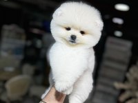 ORJİNAL IRK POMERANİAN BOO YAVRULARIMIZ
