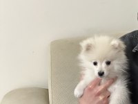Ankara Pomeranian Boo