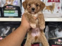 Irk Ve Sağlık Garantili Maltipoo