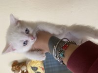 british blue point ( 2 ay )