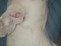 Uygun fiyata sahiplendirilecek french bulldog