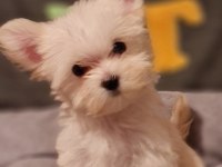 Orjinal Teacup Morkie Yavrularımız