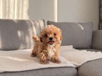 Irkının en kaliteli yavrusu ev doğumlu poodle bebeğim