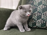 Scottish fold yavrular