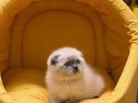 SCOTTISH FOLD BLUE POİNT YAVRULARIM 
