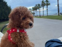 3,5 aylık toy poodle ped eğitimli